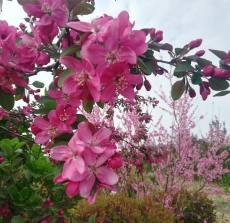 海棠花开，扮靓阎良美丽乡村